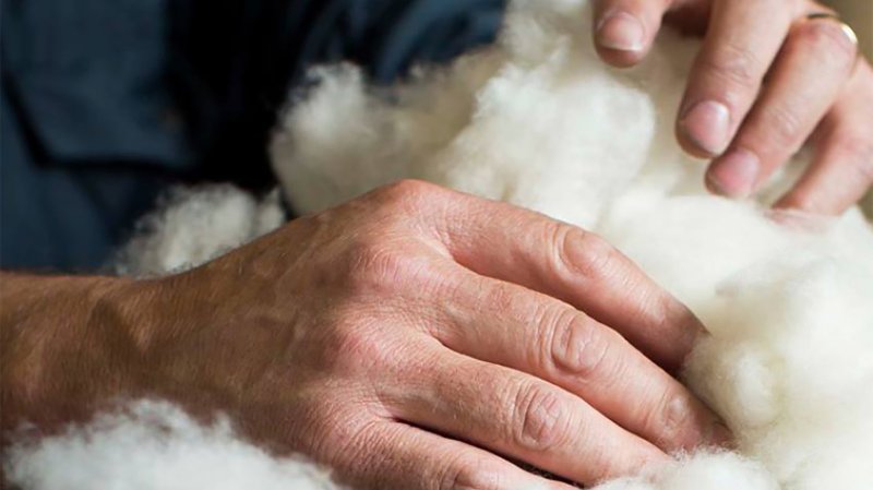 Засгийн газрын шийдвэр ноолуурыг үнэгүйдүүлж байна уу?